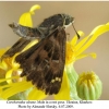 carcharodus alceae male in a rest pose 2